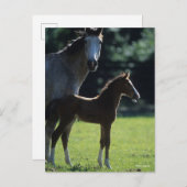 Bob Langrish | Harde bloem Mare en Foal Backlit Briefkaart (Voorkant / Achterkant)