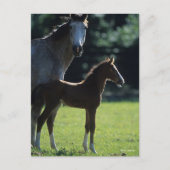 Bob Langrish | Harde bloem Mare en Foal Backlit Briefkaart (Voorkant)