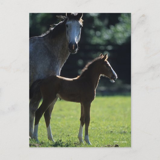 Bob Langrish | Harde bloem Mare en Foal Backlit Briefkaart (Voorkant)