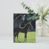 Bob Langrish | Harde bloem Mare en Foal Backlit Briefkaart (Staand voorkant)