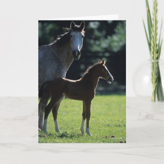 Bob Langrish | Harde bloem Mare en Foal Backlit Kaart (Voorkant)