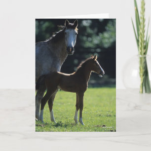 Bob Langrish   Harde bloem Mare en Foal Backlit Kaart