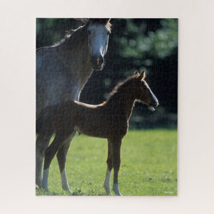 Bob Langrish   Harde bloem Mare en Foal Backlit Legpuzzel