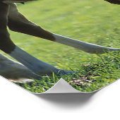 Bob Langrish | Harde bloem Mare en Foal Backlit Poster (Hoek)