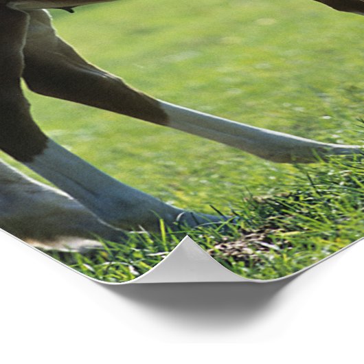 Bob Langrish | Harde bloem Mare en Foal Backlit Poster (Hoek)