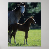 Bob Langrish | Harde bloem Mare en Foal Backlit Poster (Voorkant)