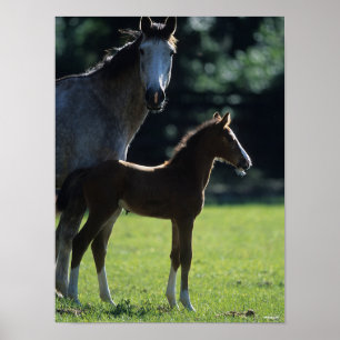 Bob Langrish   Harde bloem Mare en Foal Backlit Poster