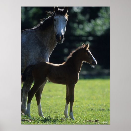 Bob Langrish | Harde bloem Mare en Foal Backlit Poster (Voorkant)