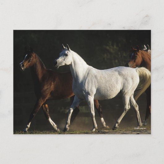 Bob Langrish | Herd Arab Mares Walking Briefkaart (Voorkant)