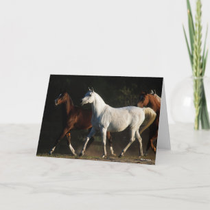 Bob Langrish   Herd Arab Mares Walking Kaart