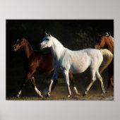 Bob Langrish | Herd Arab Mares Walking Poster (Voorkant)