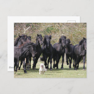 Bob Langrish Herd Black Meren Horses en Dog Briefkaart