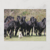Bob Langrish | Herd Black Meren Horses en Dog Briefkaart (Voorkant)
