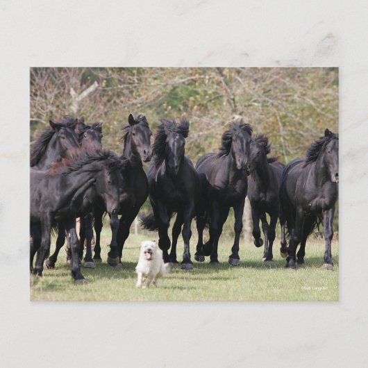 Bob Langrish | Herd Black Meren Horses en Dog Briefkaart (Voorkant)