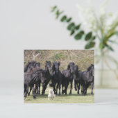 Bob Langrish | Herd Black Meren Horses en Dog Briefkaart (Staand voorkant)