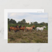 Bob Langrish | Herd New Forest Ponies Standing Briefkaart (Voorkant / Achterkant)