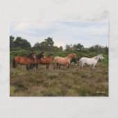 Bob Langrish | Herd New Forest Ponies Standing Briefkaart (Voorkant)