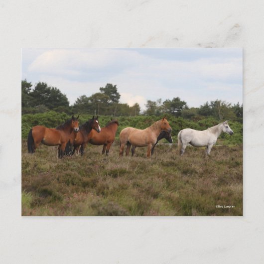 Bob Langrish | Herd New Forest Ponies Standing Briefkaart (Voorkant)