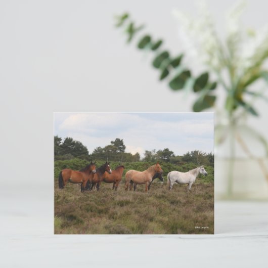 Bob Langrish | Herd New Forest Ponies Standing Briefkaart (Staand voorkant)