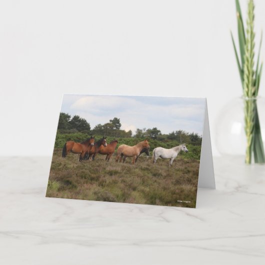 Bob Langrish | Herd New Forest Ponies Standing Kaart (Voorkant)