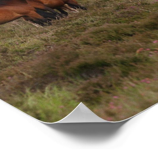Bob Langrish | Herd New Forest Ponies Standing Poster (Hoek)