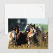 Bob Langrish | Herd van met vogels vastzittende pa Briefkaart (Voorkant / Achterkant)