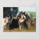 Bob Langrish | Herd van met vogels vastzittende pa Briefkaart (Voorkant)