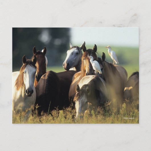 Bob Langrish | Herd van met vogels vastzittende pa Briefkaart (Voorkant)