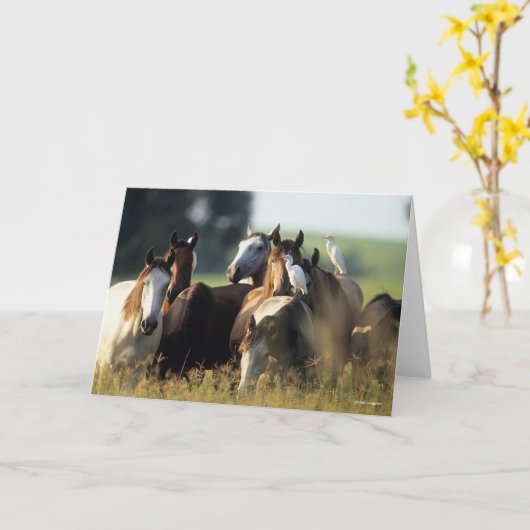 Bob Langrish | Herd van met vogels vastzittende pa Kaart (Gele Bloem)