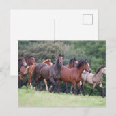 Bob Langrish | Herd van Welsh Ponies in Field Briefkaart (Voorkant / Achterkant)