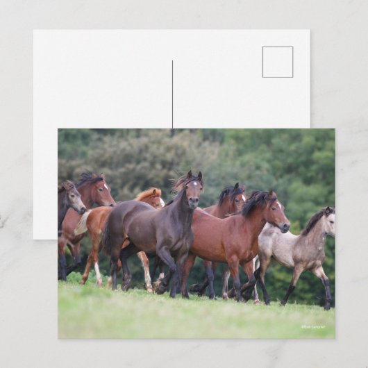 Bob Langrish | Herd van Welsh Ponies in Field Briefkaart (Voorkant / Achterkant)