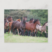 Bob Langrish | Herd van Welsh Ponies in Field Briefkaart (Voorkant)