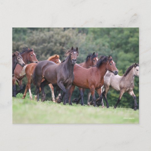 Bob Langrish | Herd van Welsh Ponies in Field Briefkaart (Voorkant)