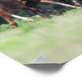 Bob Langrish | Herd van Welsh Ponies in Field Poster (Hoek)