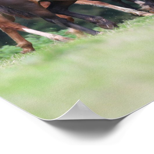 Bob Langrish | Herd van Welsh Ponies in Field Poster (Hoek)