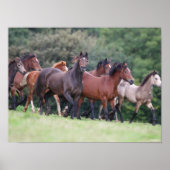 Bob Langrish | Herd van Welsh Ponies in Field Poster (Voorkant)