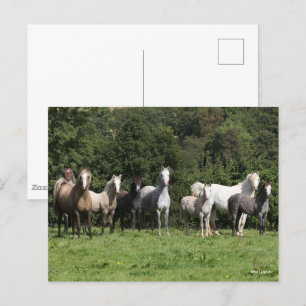 Bob Langrish   Herd van Welsh Ponies Permanent Briefkaart