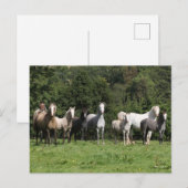 Bob Langrish | Herd van Welsh Ponies Permanent Briefkaart (Voorkant / Achterkant)