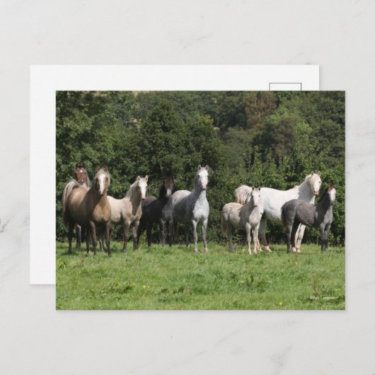 Bob Langrish | Herd van Welsh Ponies Permanent Briefkaart (Voorkant / Achterkant)