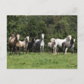 Bob Langrish | Herd van Welsh Ponies Permanent Briefkaart (Voorkant)