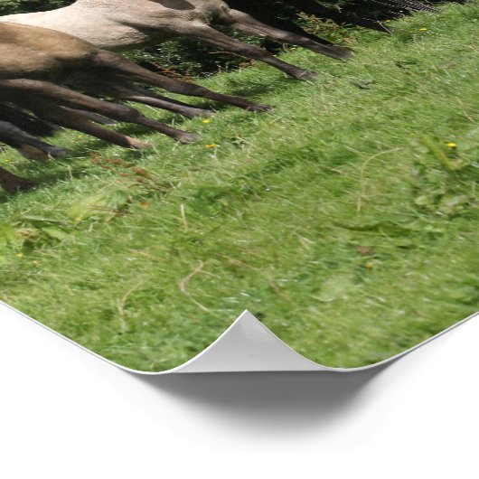 Bob Langrish | Herd van Welsh Ponies Permanent Poster (Hoek)