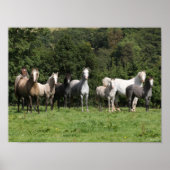 Bob Langrish | Herd van Welsh Ponies Permanent Poster (Voorkant)