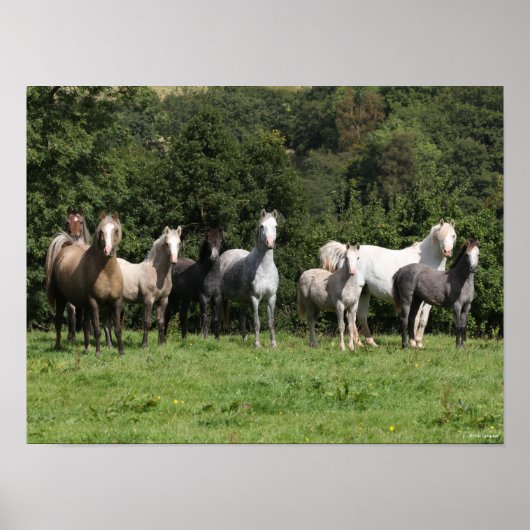 Bob Langrish | Herd van Welsh Ponies Permanent Poster (Voorkant)