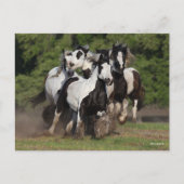 Bob Langrish | Herd van zigeunerpaarden Briefkaart (Voorkant)