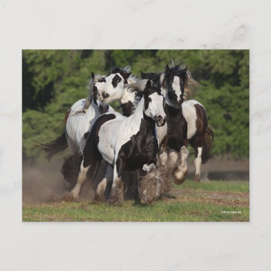 Bob Langrish | Herd van zigeunerpaarden Briefkaart (Voorkant)