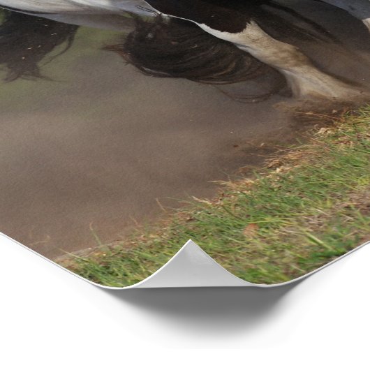 Bob Langrish | Herd van zigeunerpaarden Poster (Hoek)