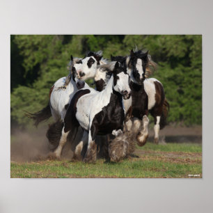 Bob Langrish Herd van zigeunerpaarden Poster