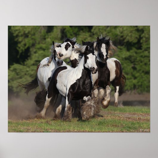 Bob Langrish | Herd van zigeunerpaarden Poster (Voorkant)