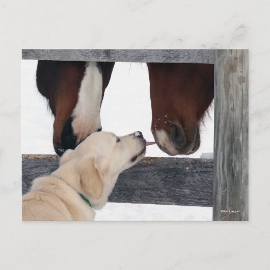 Bob Langrish | Hondshoorsen Briefkaart (Voorkant)