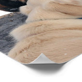 Bob Langrish | Hondshoorsen Poster (Hoek)